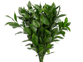 Maço Ruscus