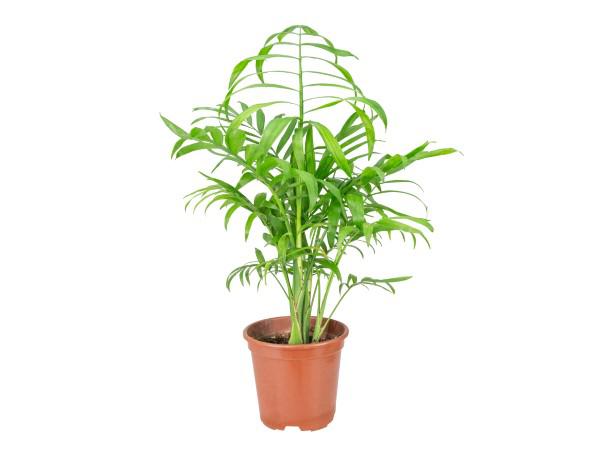 Palmeira Chamaedorea P11