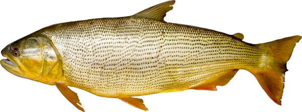 Peixe Dourado Planalto Kg