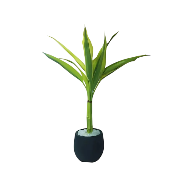 Planta Ornamental Bambu Da Sorte P11 Babybool