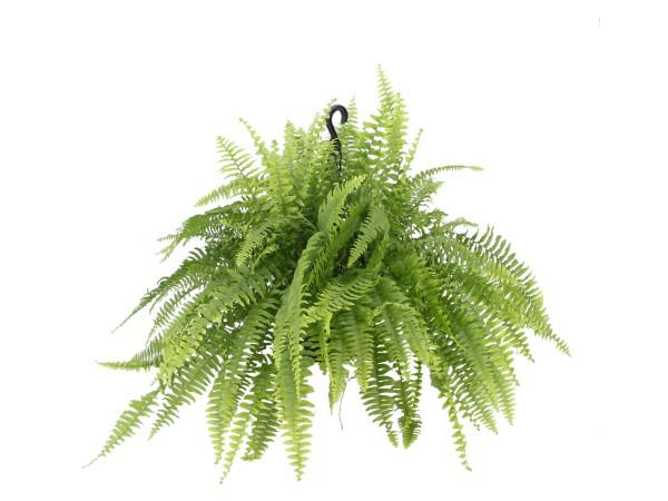 Samambaia Americana C25