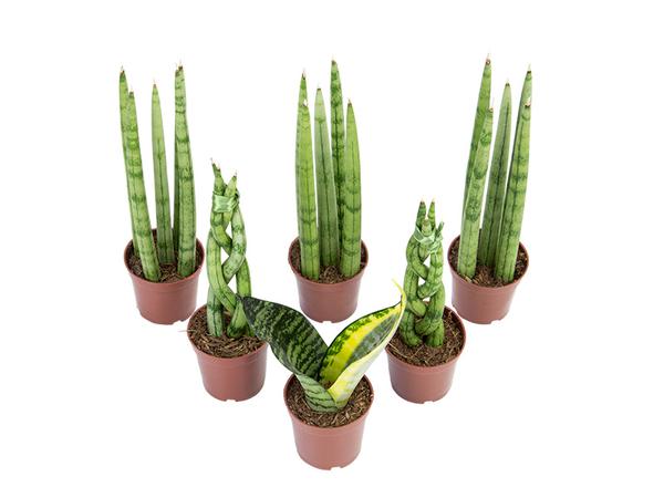 Sanseveria Mini Mix P10