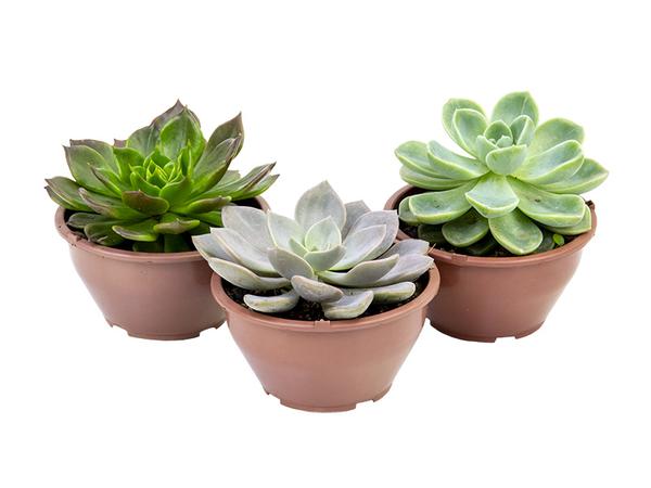 Suculenta Echeveria C13