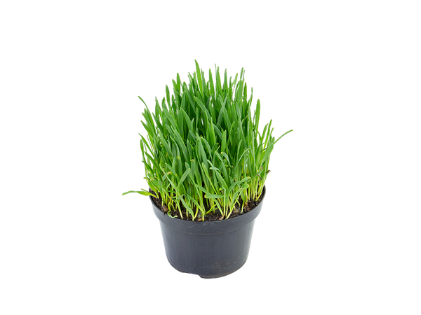 Trigo Ornamental Clorophila