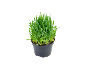 Trigo Ornamental Clorophila