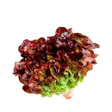 ALFACE MINI MIMOSA ROXA AME UN ORGANICA