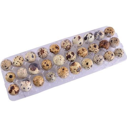 OVO DE CODORNA PENTE