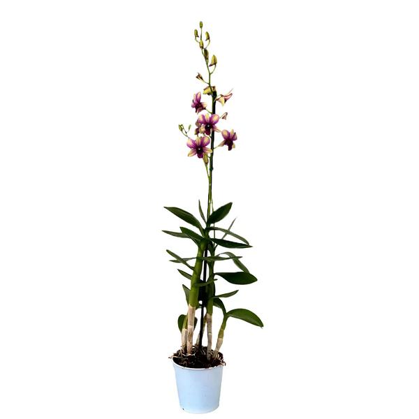 Flv Flor Orquidea Denphalaen  Pt 13