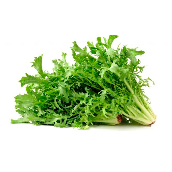 CHICORIA UN