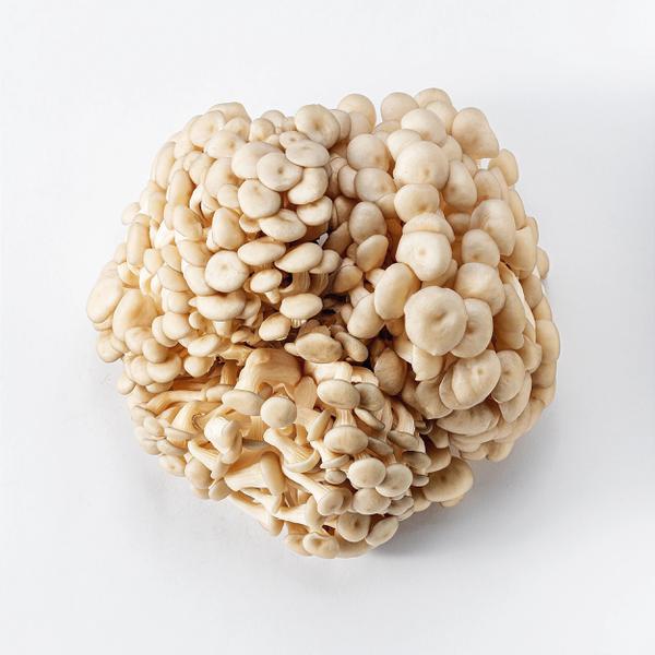 COGUMELO SHIMEJI BRANCO 200G