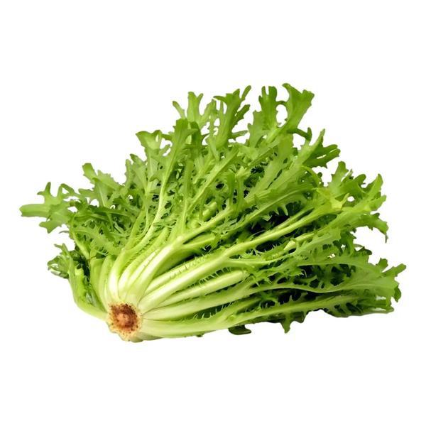 ESCAROLA HIDROPONICA UN