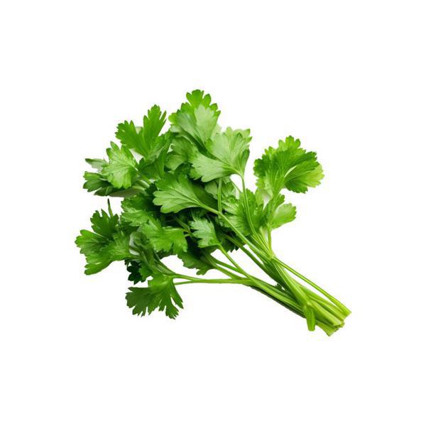 SALSA UN