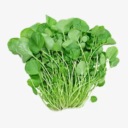 AGRIÃO HIDROPÔNICO TEREFOLHAS