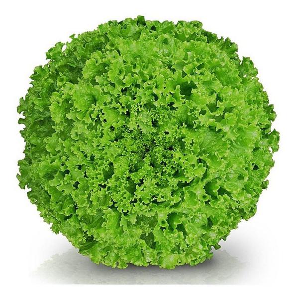 ALFACE CRESPA/LOGAL UN