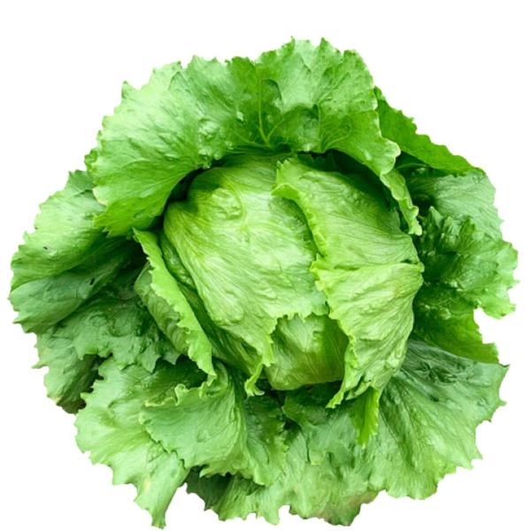 ALFACE HIDROPONICA AMERICANA