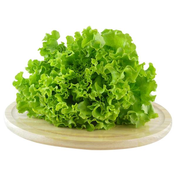 ALFACE HIDROPONICA CRESPA