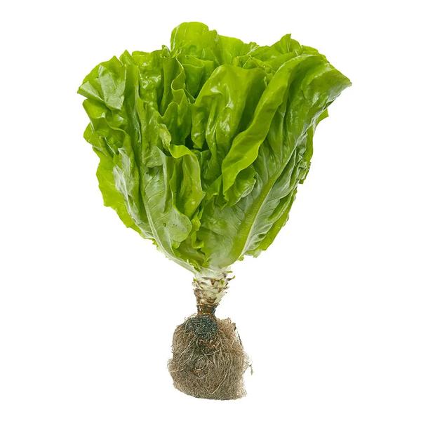 ALFACE LISA HIDROPÔNICA TEREFOLHAS