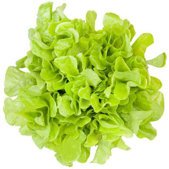 ALFACE MIMOSA HIDROPÔNICA TEREFOLHAS