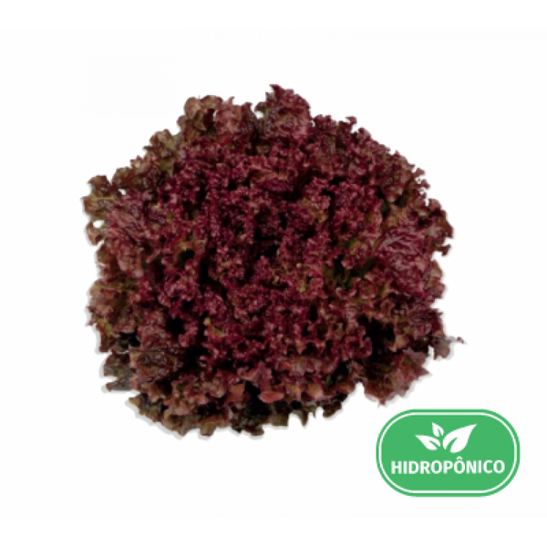 ALFACE MIMOSA ROXA HIDROPÔNICA TEREFOLHAS