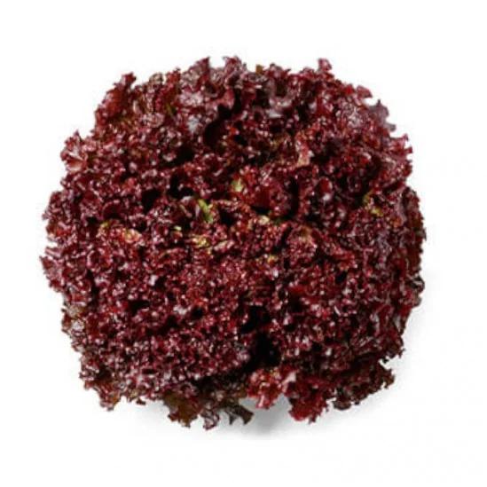 ALFACE ROXA HIDRÔNICA TEREFOLHAS