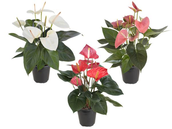 ANTHURIUM TIMLOG POTE 09