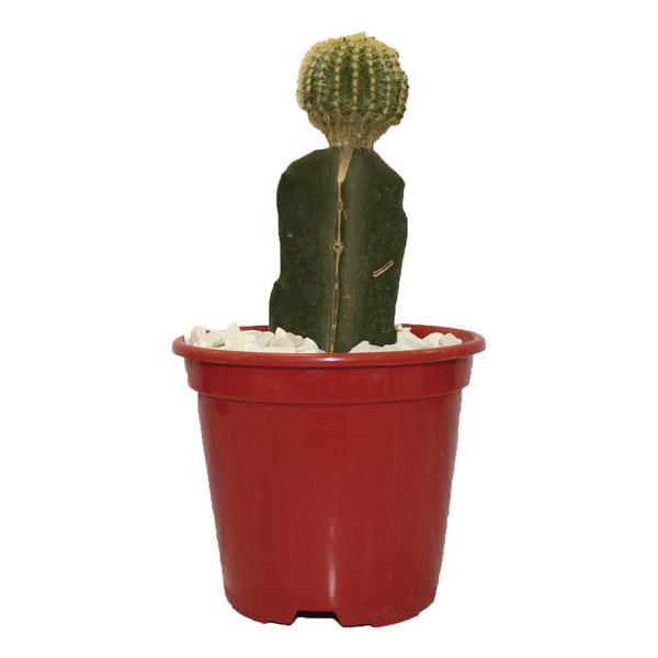 CACTUS ENXERTADO  TIMLOG  P10 DEC MAES