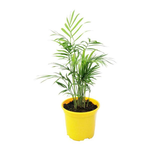 MINI PALMEIRA CHAMEDORA