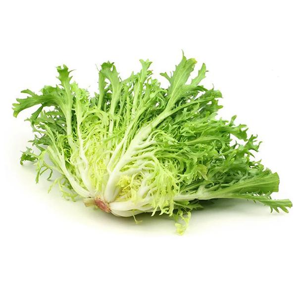 CHICORIA TEREFOLHAS UN