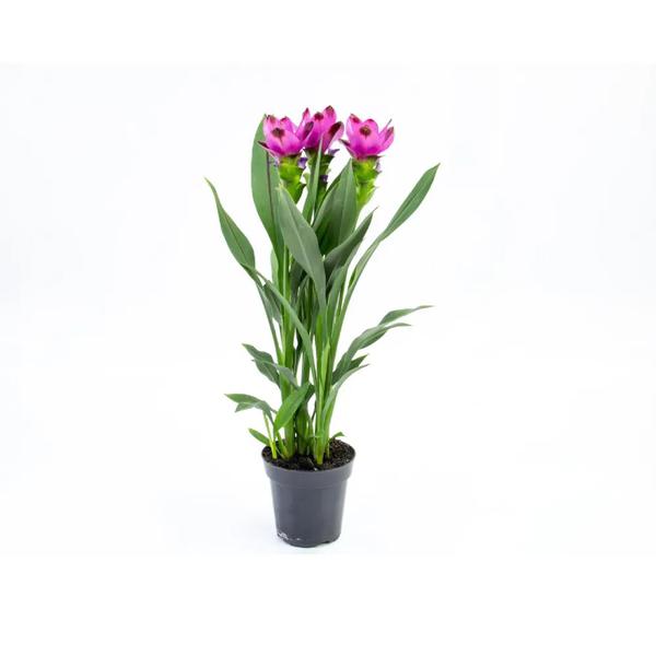 CURCUMA FLOR VASO