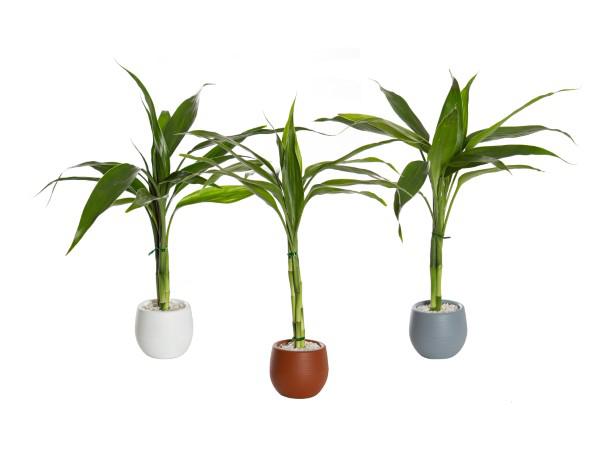 PLANTA DRACENA  LUCKY BAMBOO SIMPLES HIDROCULT PT7