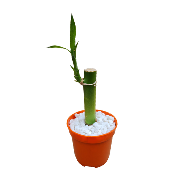 DRACENA TIMLOG  LUCKY BAMBOO