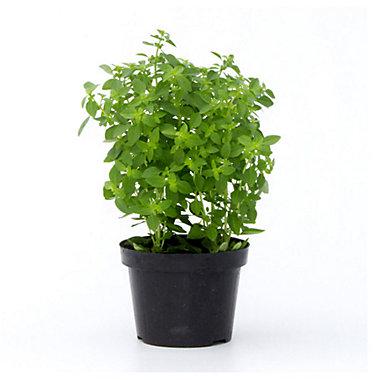 PLANTA MANJERICAO SIMPLES AROMATICAS PT15