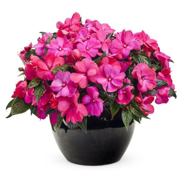 FLOR - DIANTHUS PINK KISSES P11