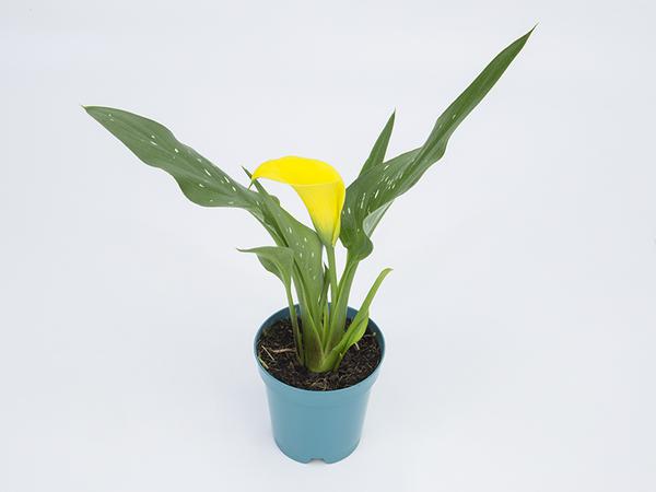 CALLA