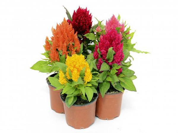 Celosia HLB