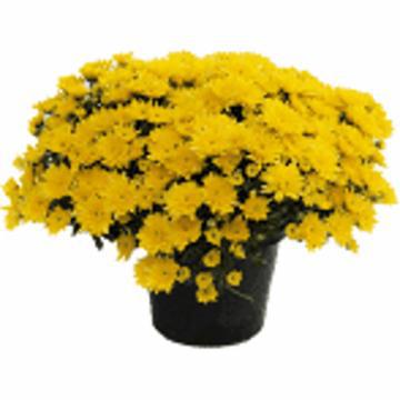 Flor Crisantemo P11