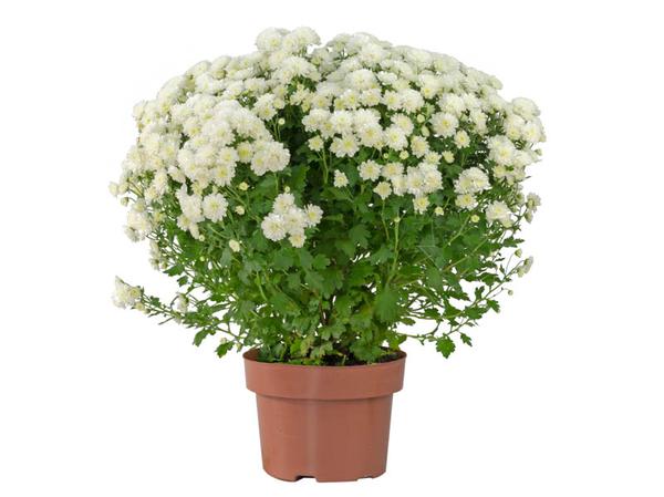 CRISANTEMO BOLA BELGA UN