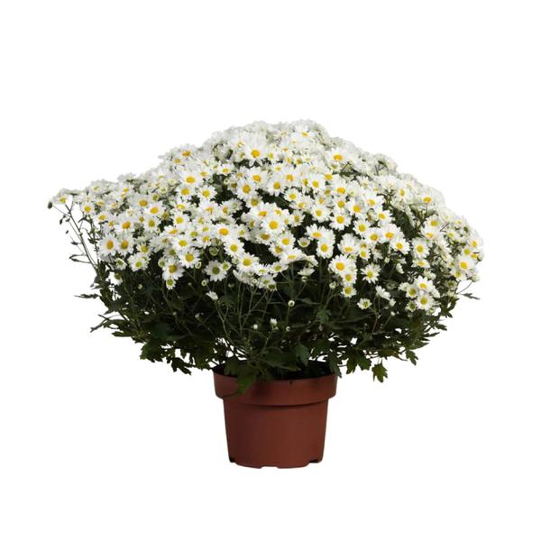 Flor Crisantemo Natural