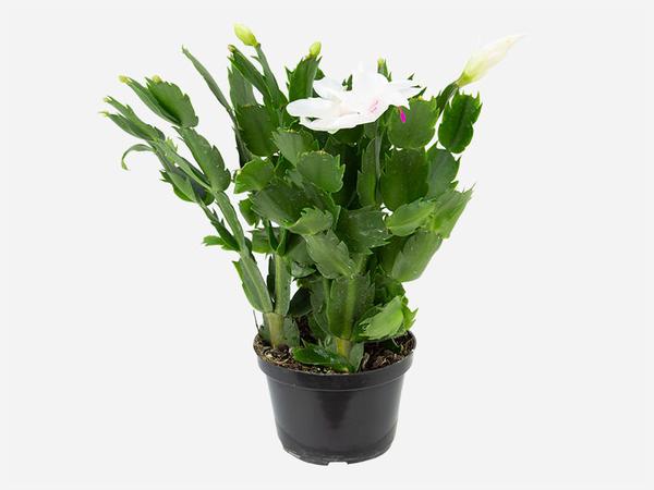 FLOR DE MAIO TIMLOG P11
