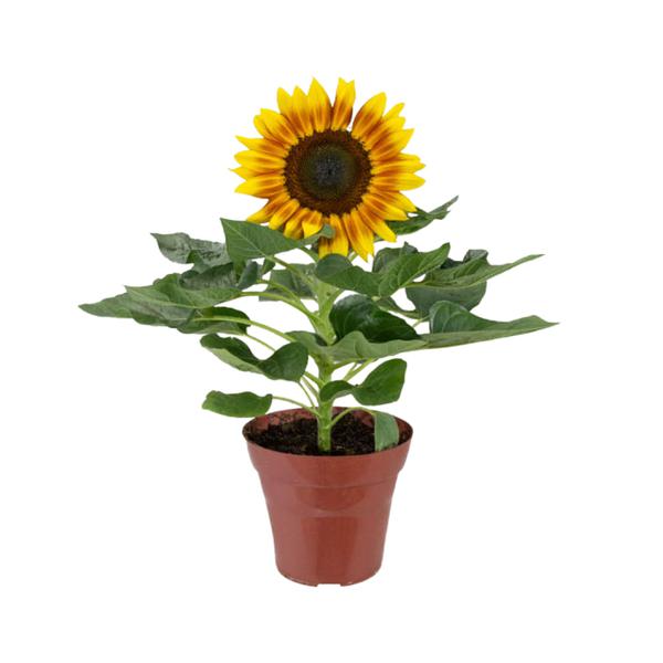 FLOR GIRASSOL MINI P15