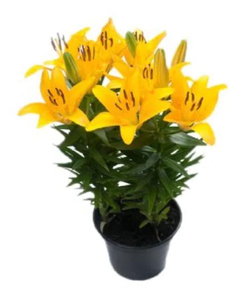 FLOR LIRIO SIMPLES TINY BEET PT15