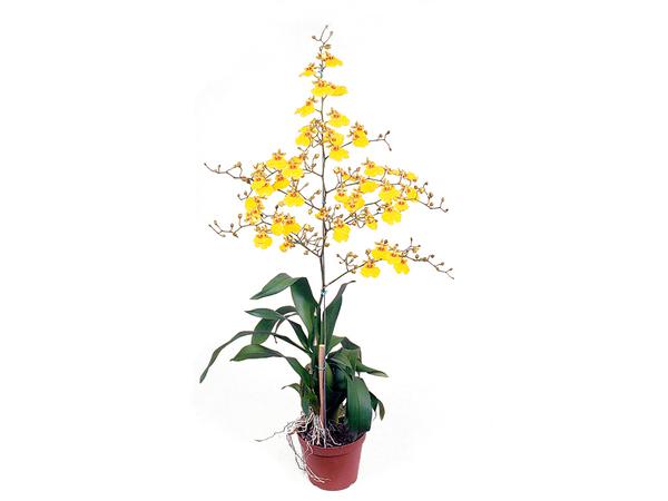 FLOR ORQUIDEA SIMPLES ONCIDIUM ALOHA PT15 UN