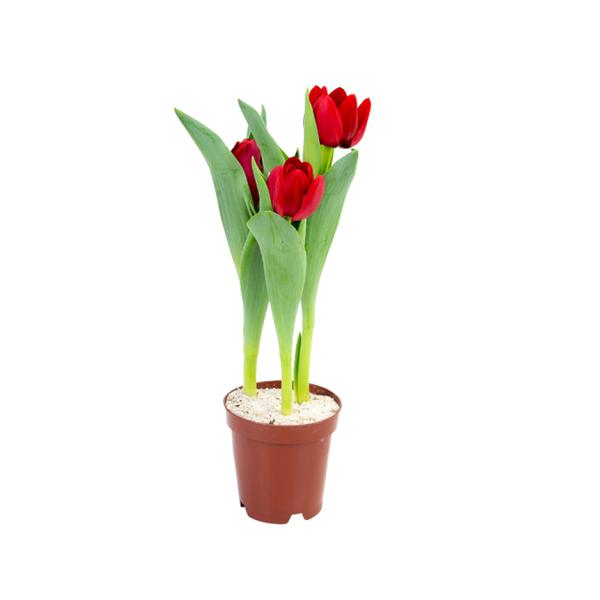 FLOR - TULIPA P12