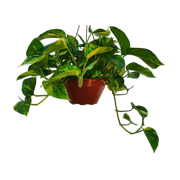 PLANTA JIBOIA VARIADO SIMPLES PENDENTE C21 UN