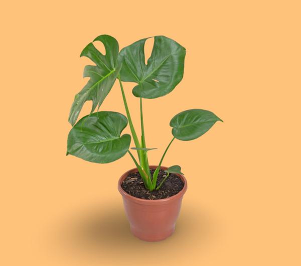 MONSTERA DELICIOSA P23