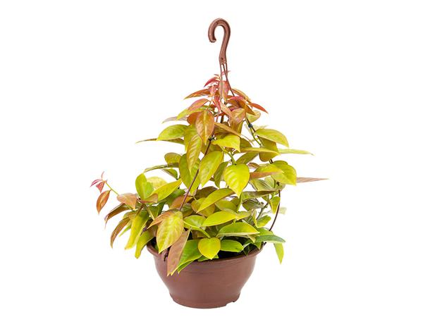 ORA PRO NOBIS DOURADA C21