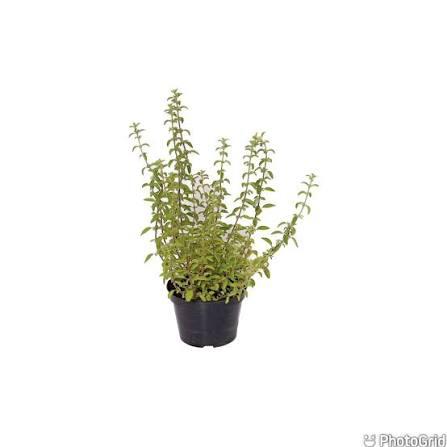 FLOR ERVAS AROMATICAS P11