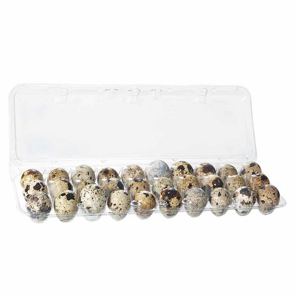 OVOS CODORNA 30un FORTALEZA