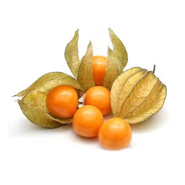 PHYSALIS BDJ/100 G
