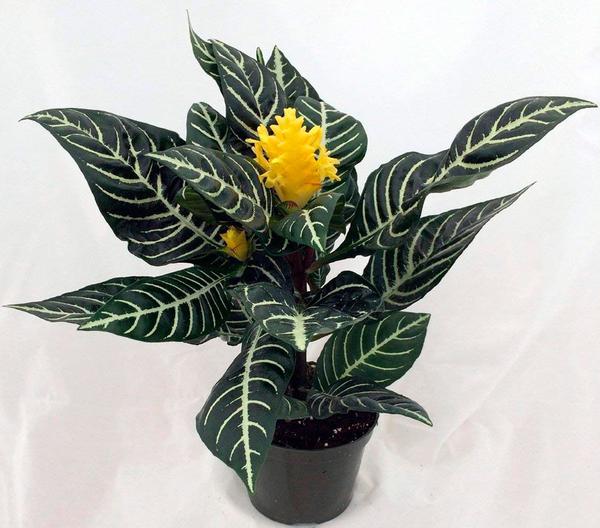 APHELANDRA